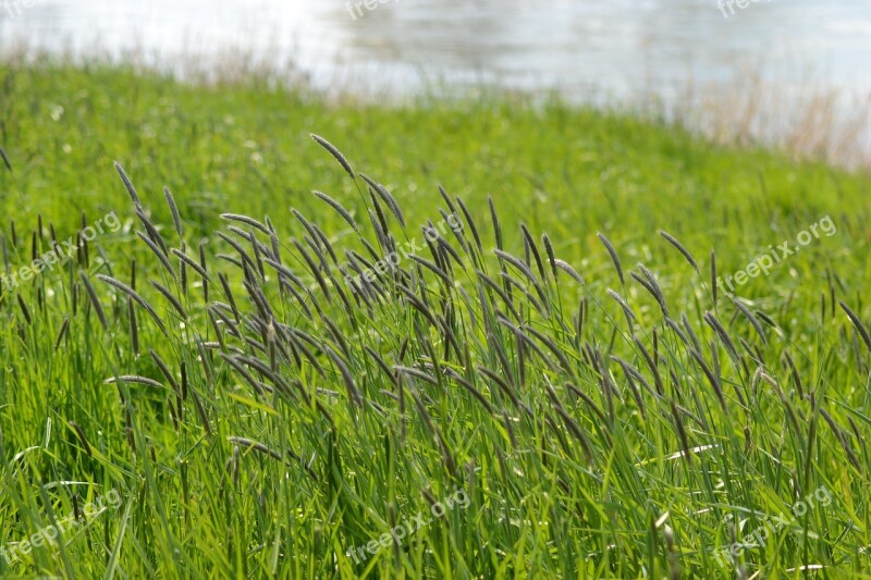 Spring Grasses Riverside Landscape Free Photos