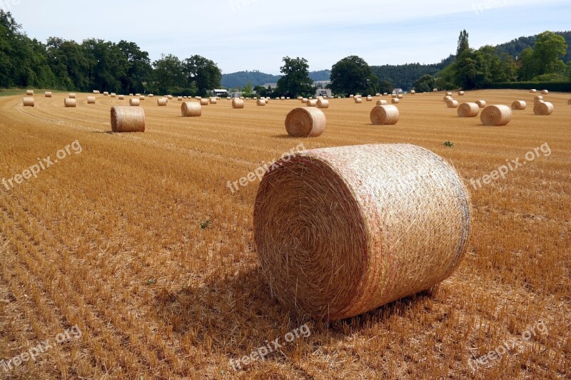 Straw Bales Straw Switzerland Agriculture Summer