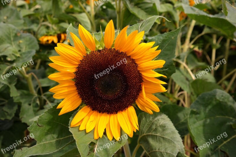 Sunflower Yellow Flower Blossom Bloom