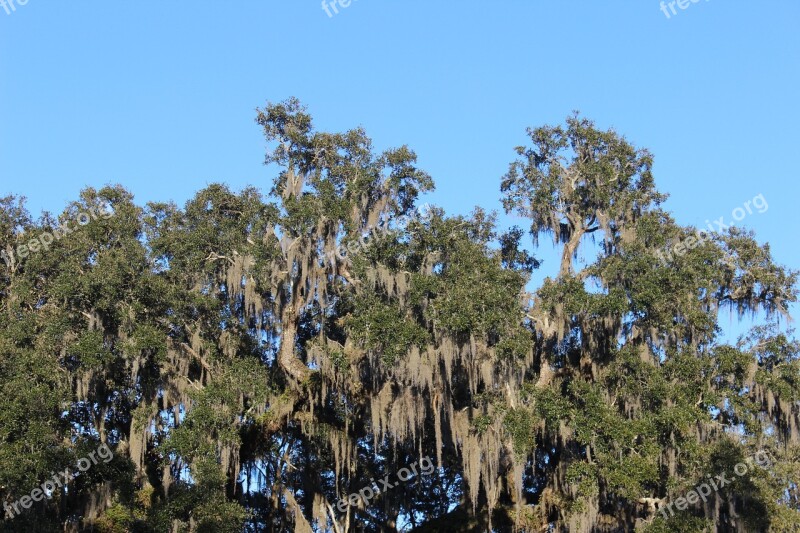 Trees Swamp Moss Forest Nature