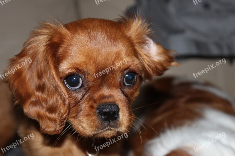 Spaniel Cavalier Dog Cute Adorable