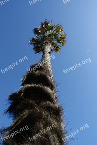 Palm Tree Sky Blue Free Photos