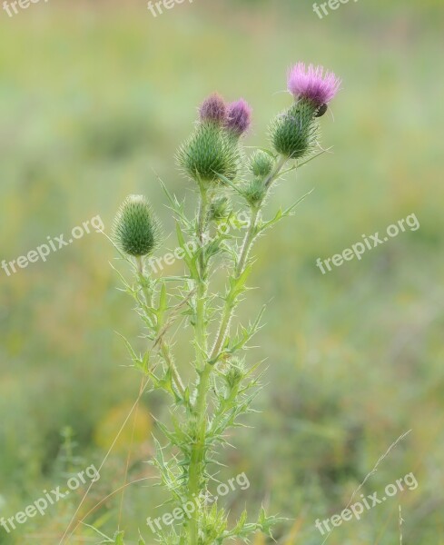 Thistle Plant Food Source Nature Wild Flower