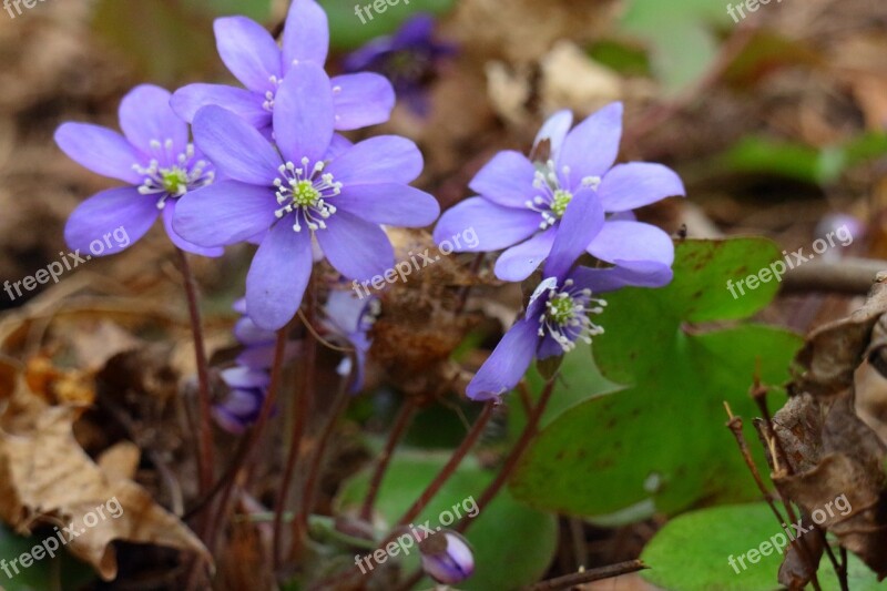 Hepatica Spring Spring Plant Forest Flower