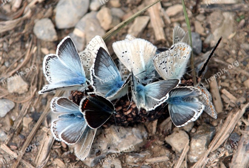 Butterflies Wings Insects Summer Pebbles