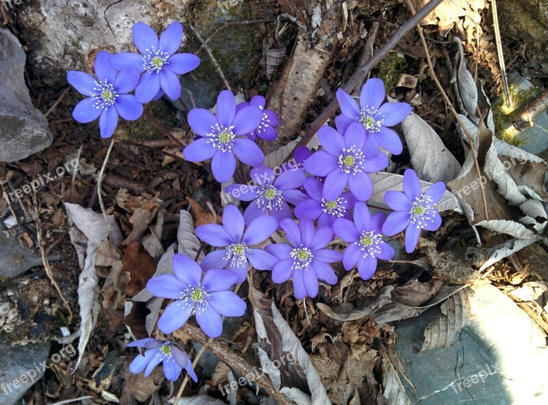 Flower Purple Flower Flowers Purple Flowers Violet