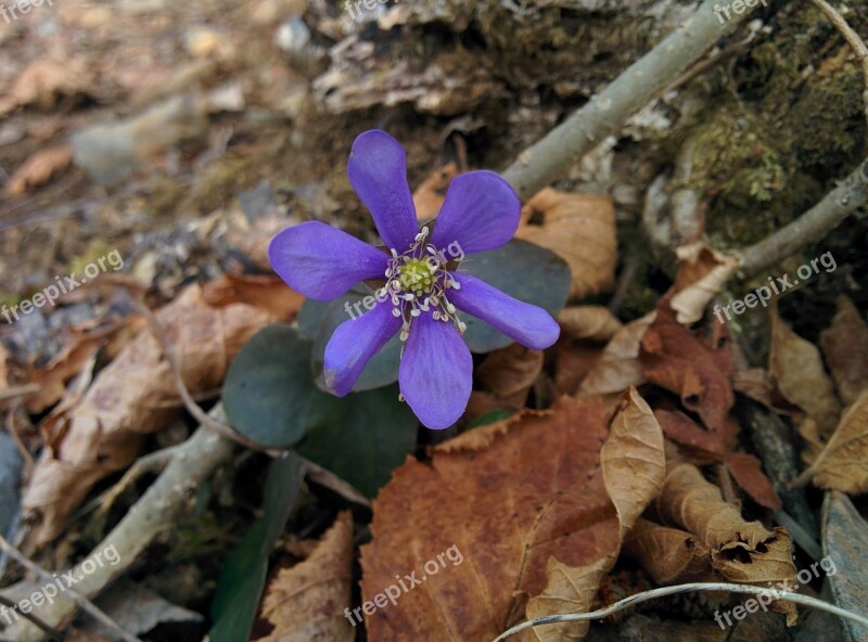 Flower Purple Flower Flowers Petals Purple Flowers