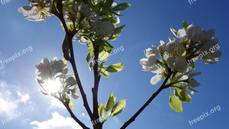 Pear Tree Peer Blossom Tree Sun