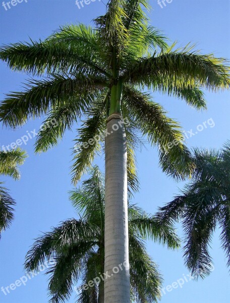 Palm Tree Tree Tropical Free Photos