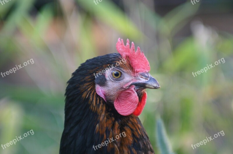 Hen Laying Hens Chicken Hybrid Chicken Chicken Head