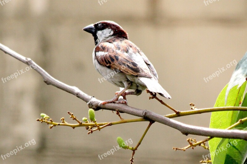 Wildlife Nature Tree Sitting Feather