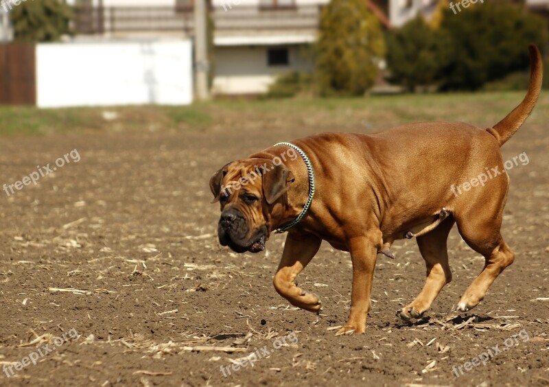 Boerboel Dog African Puppy To The South