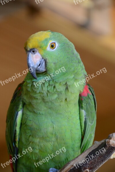 Parrot Bird Animal Green Birds Free Photos