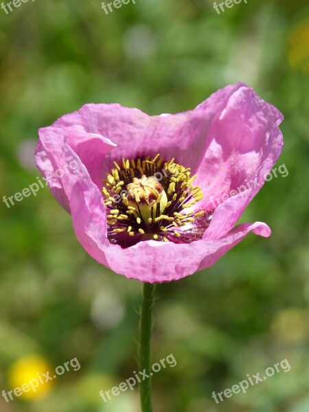 Papaver Somniferum Gravel Poppy Ababol Free Photos