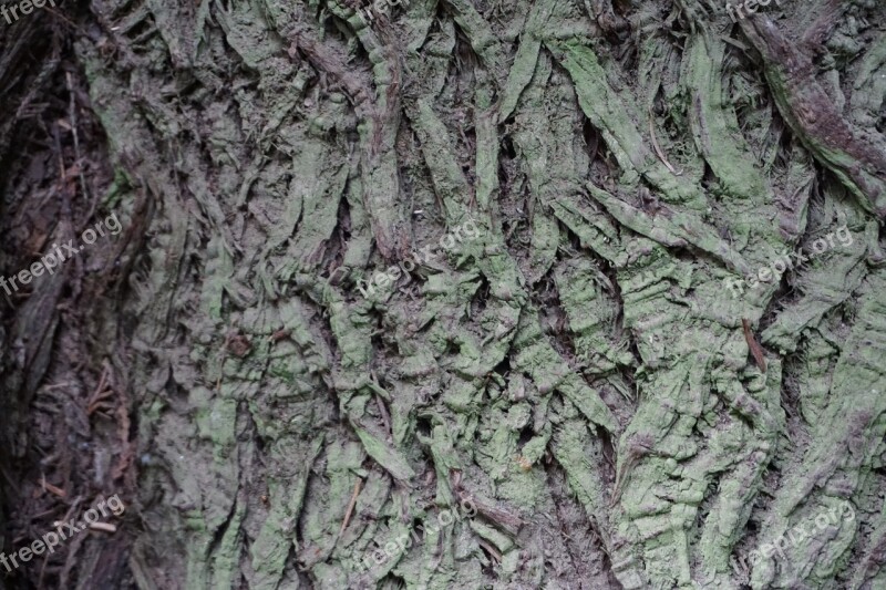 Tree Bark Texture Cathedral Grove Victoria Bc Nature