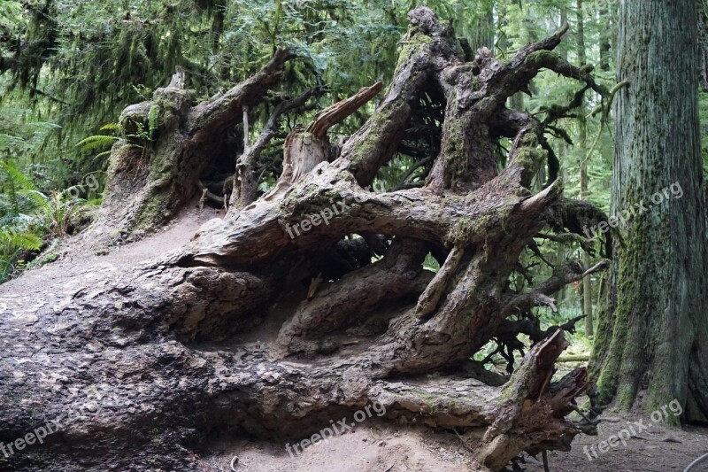 Cathedral Grove Victoria Bc Tree Roots Nature