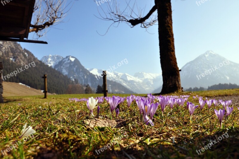 Crocus Purple Mountains Flower Purple Flower