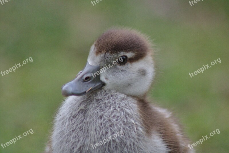 Chicks Goose Bird Poultry Head