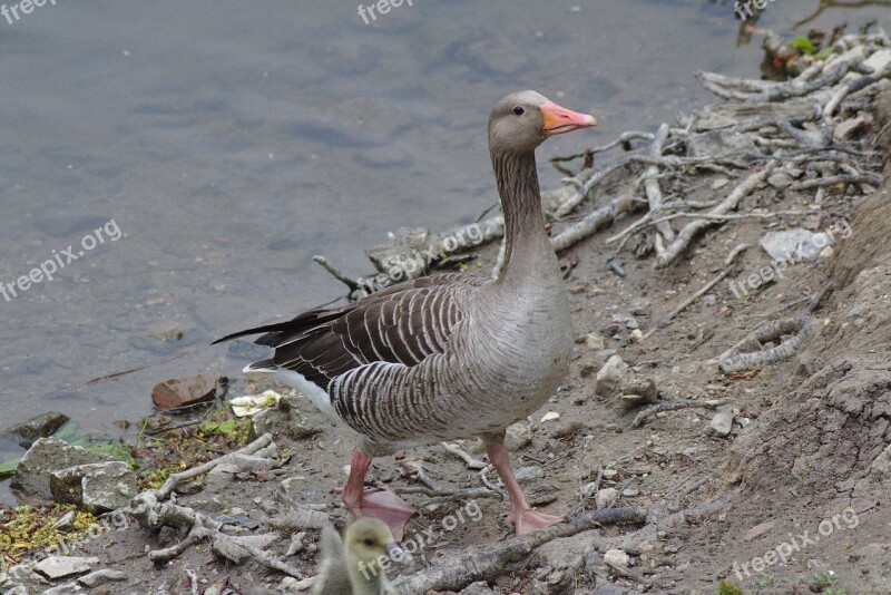 Goose Head Bill Water Plumage