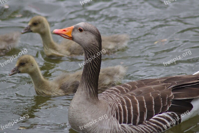 Goose Head Bill Water Plumage