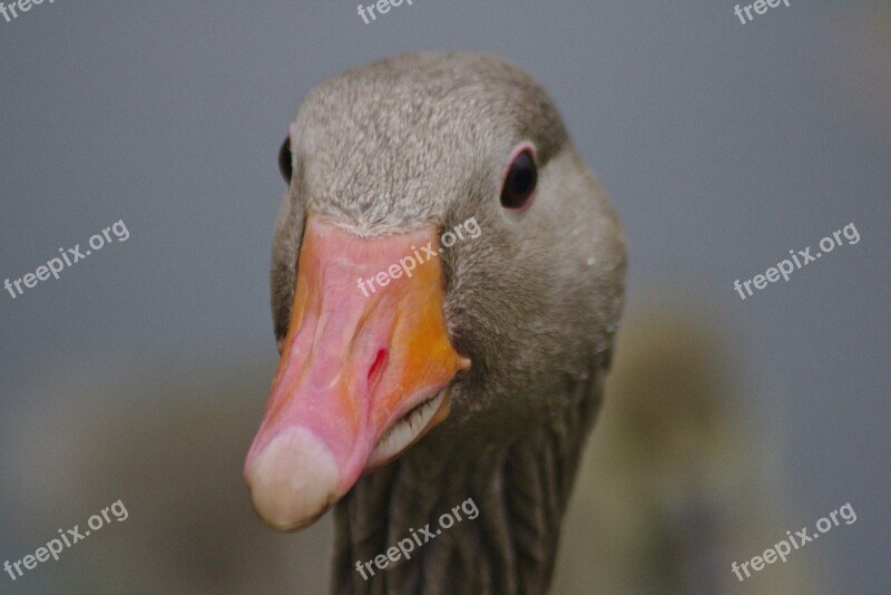 Duck Head Bill Water Plumage