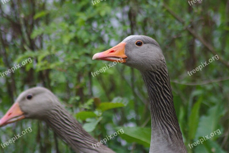 Duck Head Bill Water Plumage