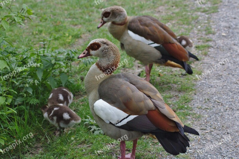 Duck Water Plumage Animal Creature