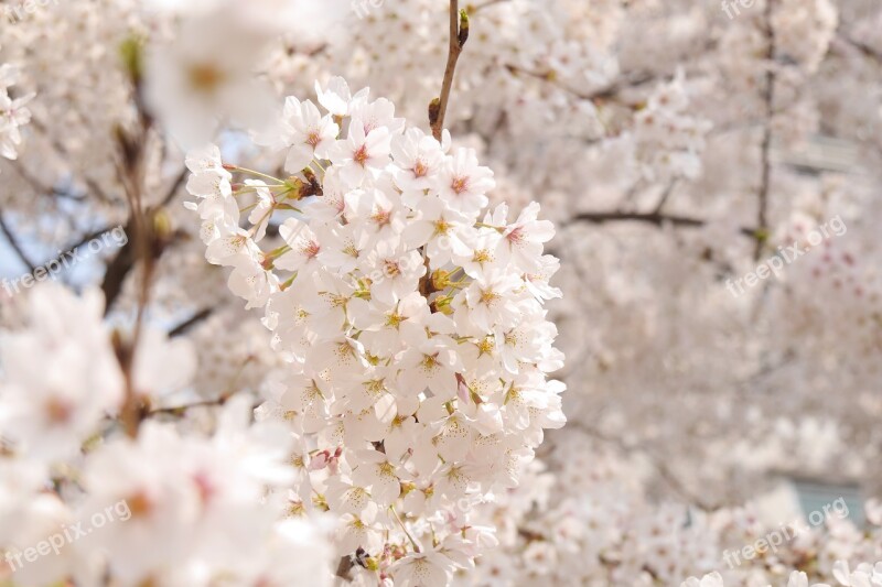 Flowers Spring Spring Flowers Plants Cherry Flowers