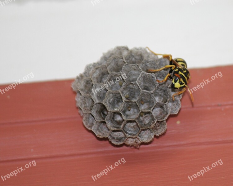 Wasp Yellow Jacket Hive Nest Yellow