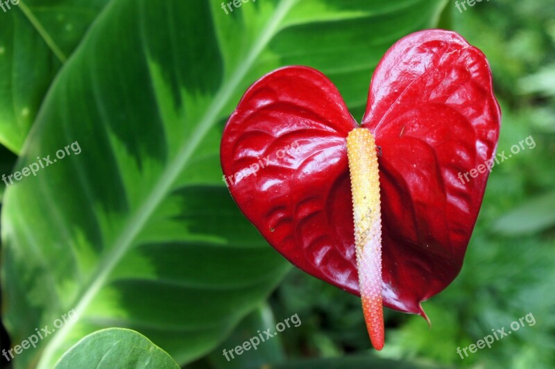 Anthurium Flower Red Laceleaf Tropical