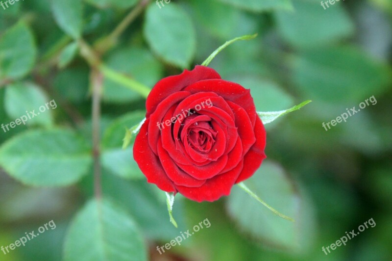 Rose Red Flower Red Roses Love