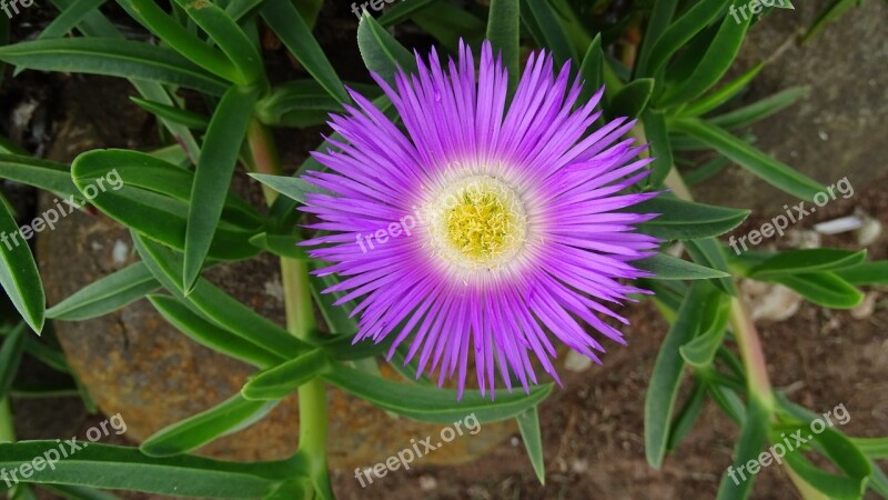 Flower Lilac Macro Nature Spring