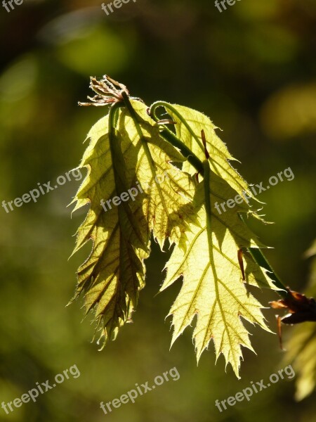 Maple Leaf Tree Leaves Forest