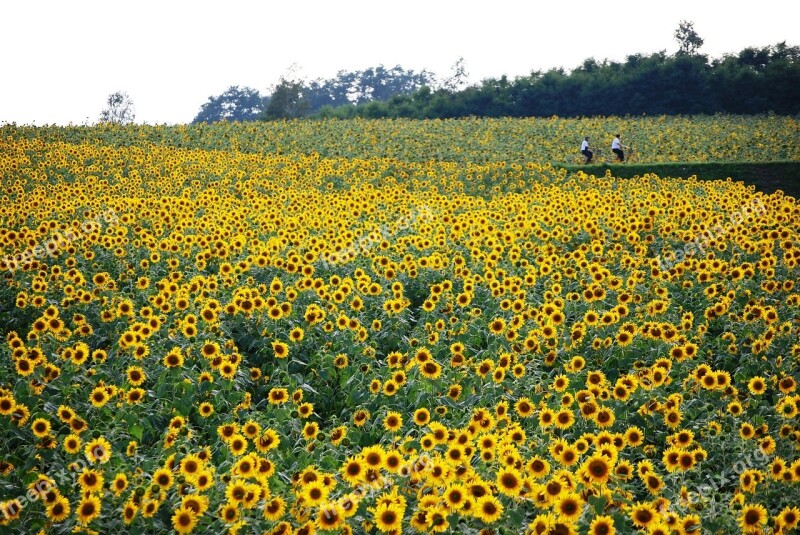 Sunflower Field Yellow Flower Bloom