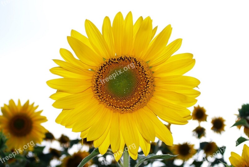 Sunflower Field Yellow Flower Bloom