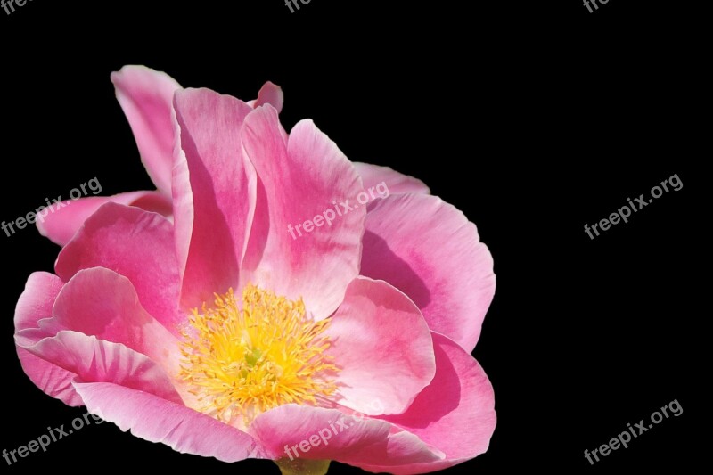 Potato Rose Japan Rose Apple Rose Blossom Bloom