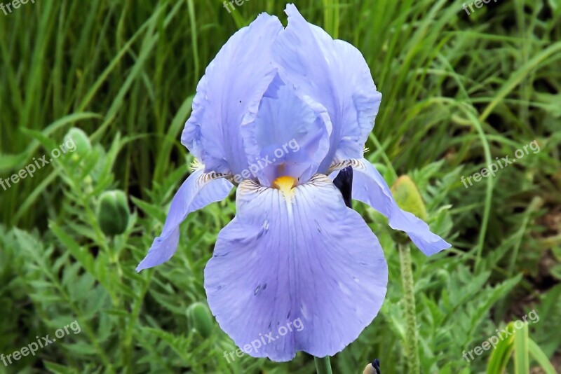 Iris Lily Flower Blue Spring