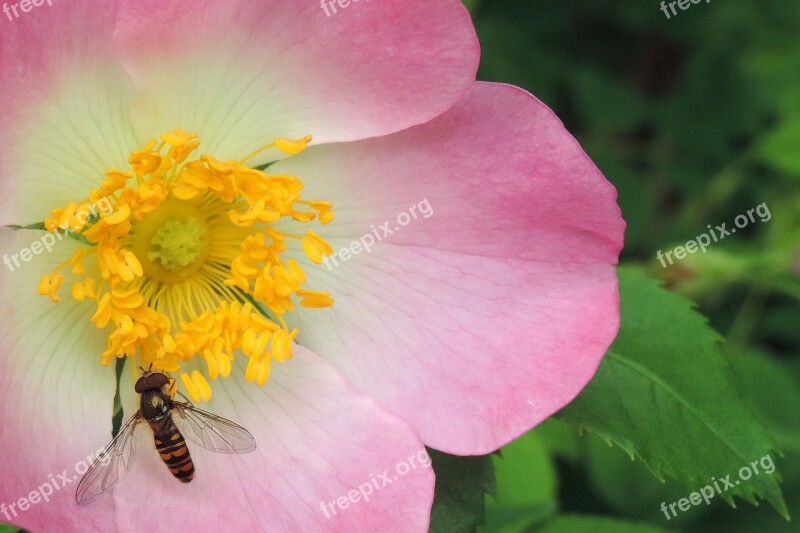 Wild Rose Flower Hoverfly Insect Rose Hip Blossom