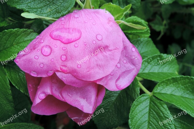 Drop Of Water Potato Rose Japan Rose Apple Rose Blossom