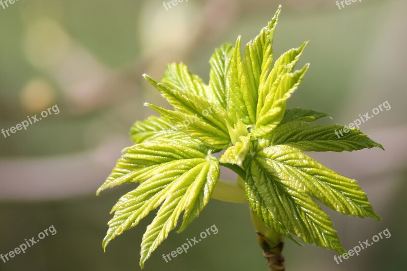 Leaf Tree Spring Foliation Nature