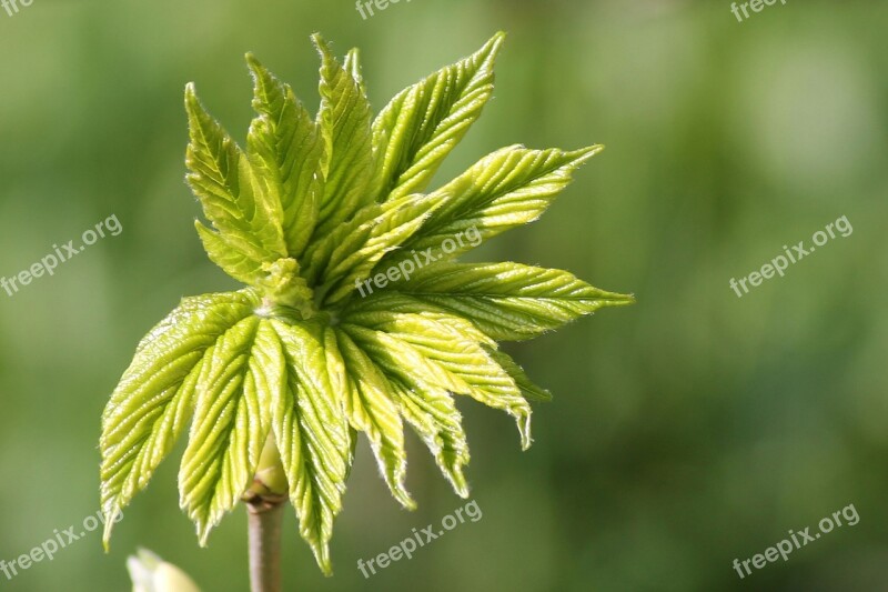 Leaf Tree Spring Foliation Nature