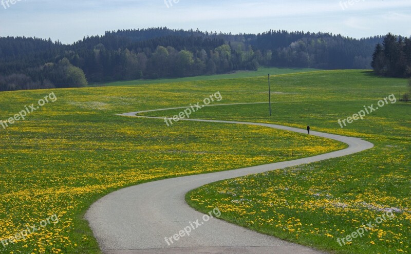 Landscape Flower Meadow Scale Away Meadow