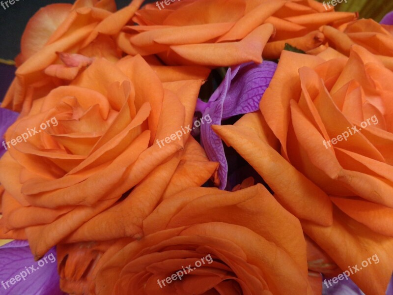 Orchards Roses Orange Lilac Nature