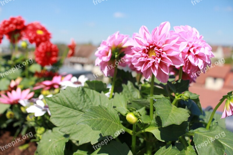 Flowers Spring Dahlia Pink Flowers Red Flowers