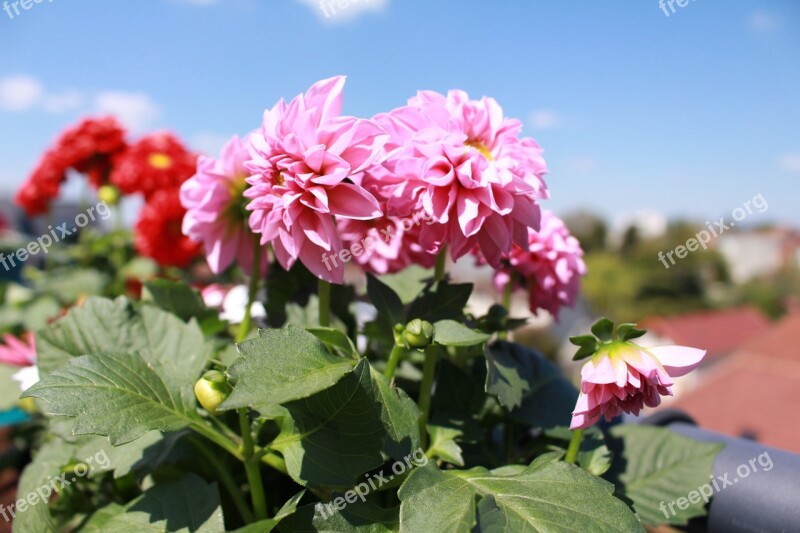 Flowers Spring Dahlia Pink Flowers Osteo