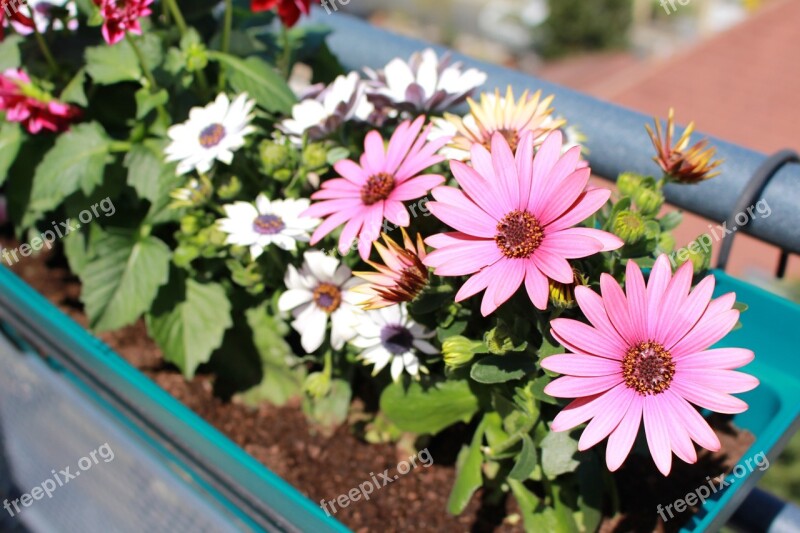 Flowers Spring Dahlia Pink Flowers Osteo