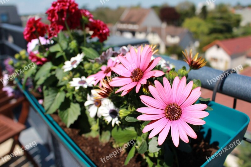 Flowers Spring Dahlia Pink Flowers Osteo