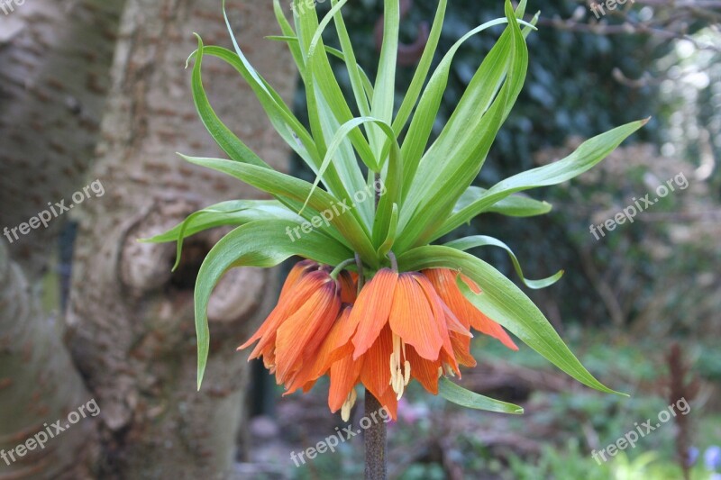 Imperial Crown Flower Orange Flower Garden Spring