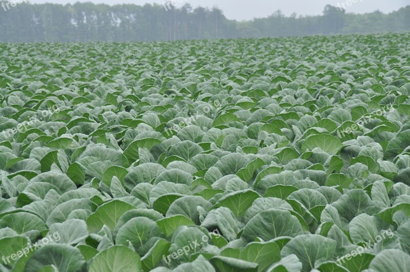 Cabbage Cabbage Field Olivine Free Photos