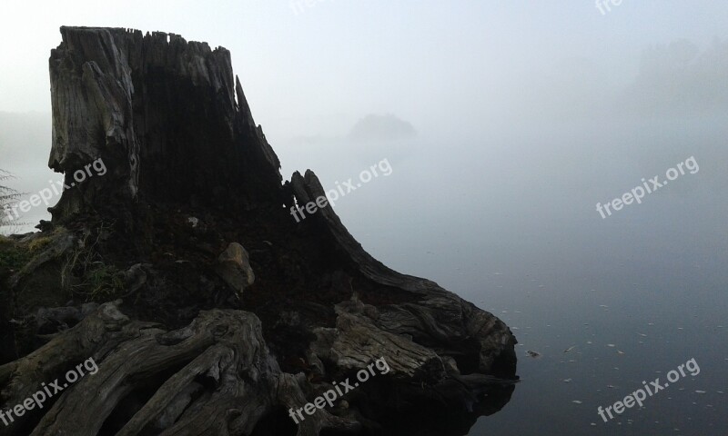 Mist River Tree Weather Outdoors